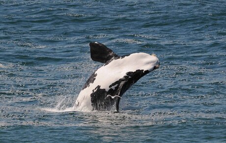 Walvis Zuid-Afrika