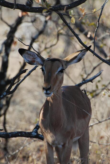 Impala Krugerpark