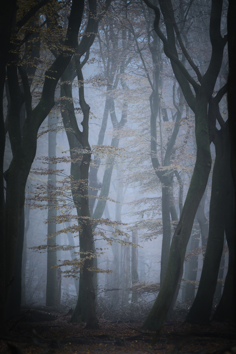 Misty mood forest