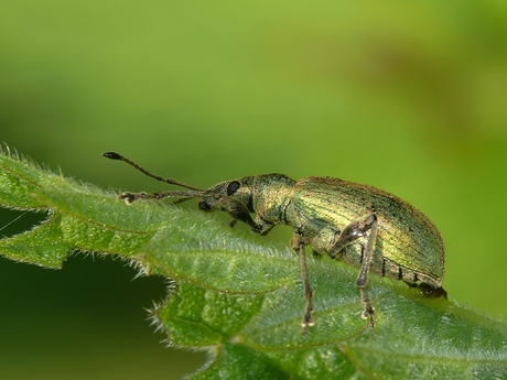 Groene snuitkever