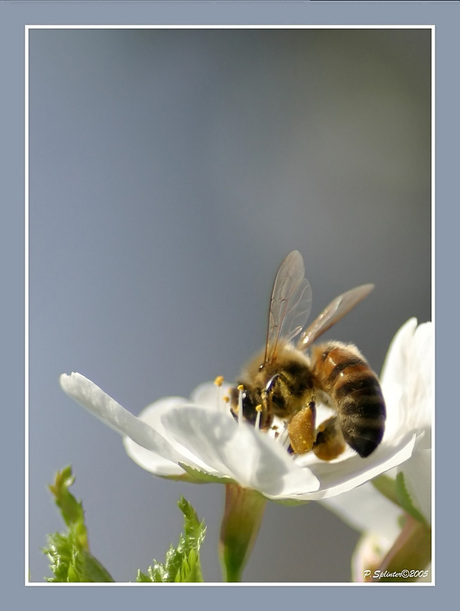 Bloemetjes en de Bijtjes