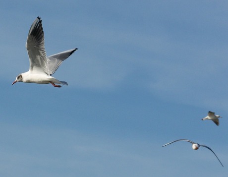 hoog in de lucht