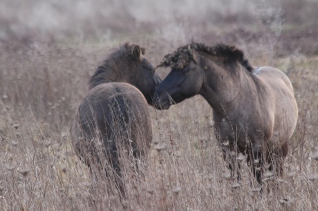 Konikpaarden Gesprek tussen hengsten