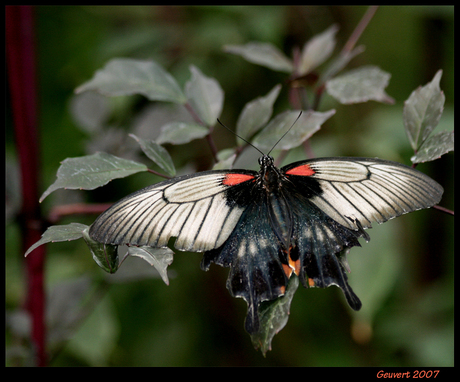 Exotische vlinder