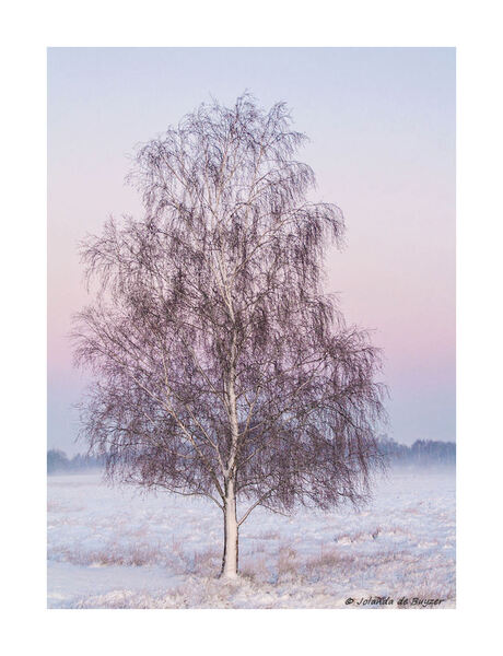 Lonely tree....