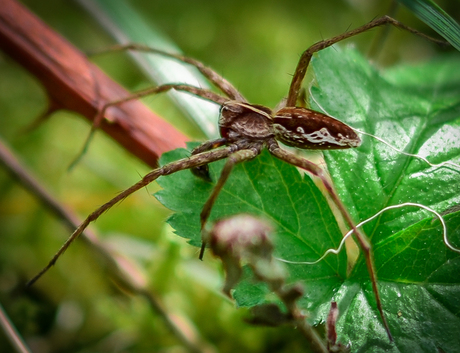 Kraamwebspinnen in zijn natuurlijke omgeving