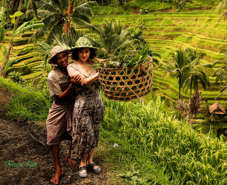 rijstvelden in Bali