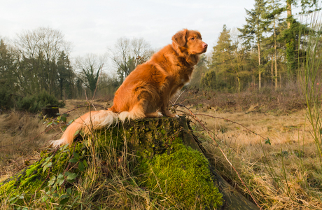 Indy, ruler of the forrest.