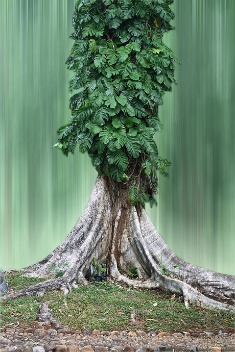 Boom in Botanische tuin-Bogor.