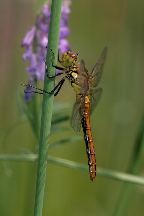 Bruinrode Heidelibel