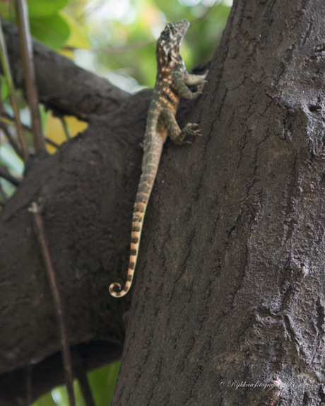 Dierenrijk in Cuba