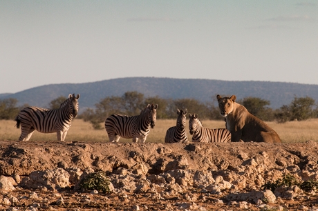 Vóór het avondeten.