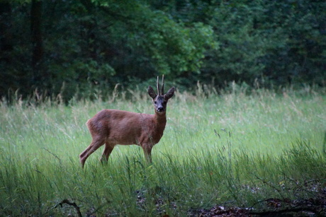 Hert - Vosbergen
