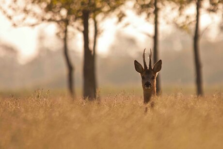 Lighting Roe Deer