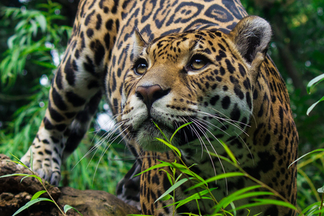Sluipende jaguar