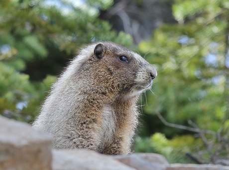 Marmot