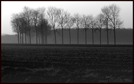 Bomen aan de weg naar Huizinge