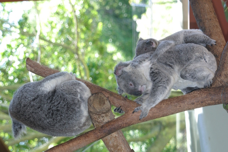 Koala's