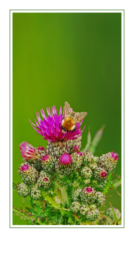 Hommel op distel