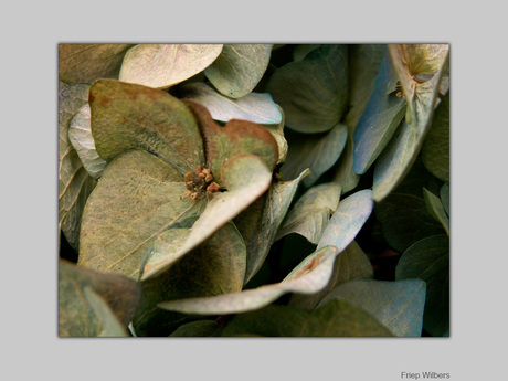 Hortensia II