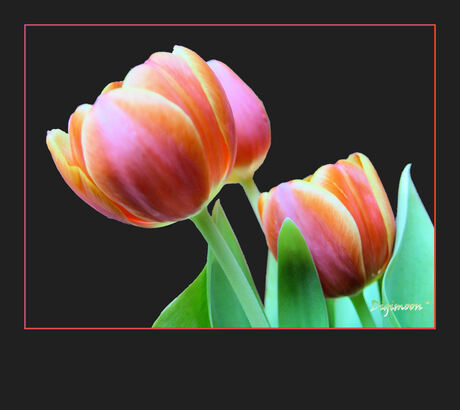 Tulpen