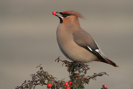 Pestvogel (Bombycilla Garrulus)