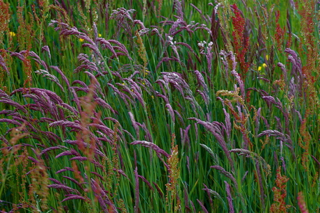 Wild gras