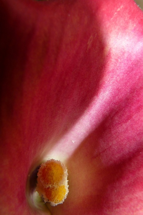 een blik in de bloem van een anthurium
