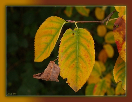 Herfst ...............................