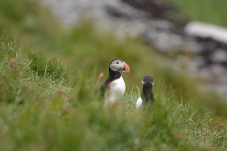 puffin