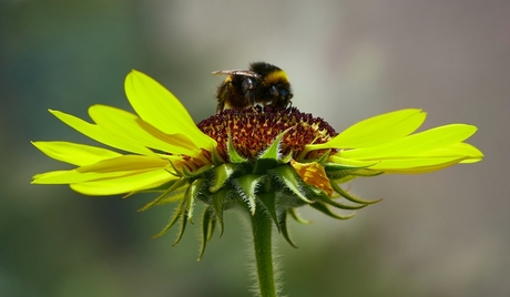 hommel