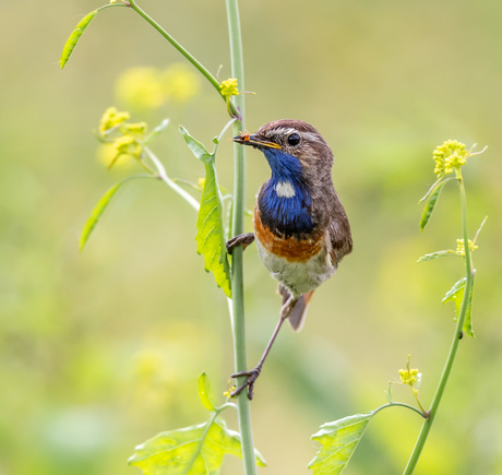 Blauwborst (man) 2