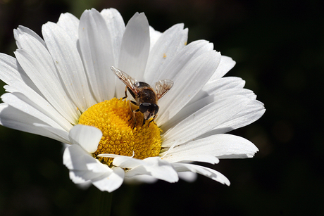 Margrietje