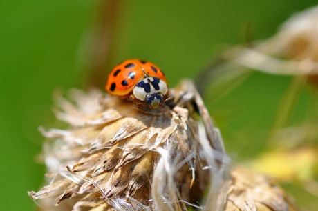 droge bedoening hier