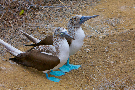blauwvoet jan van gent.jpg