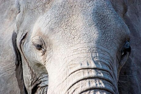 Olifant close-up