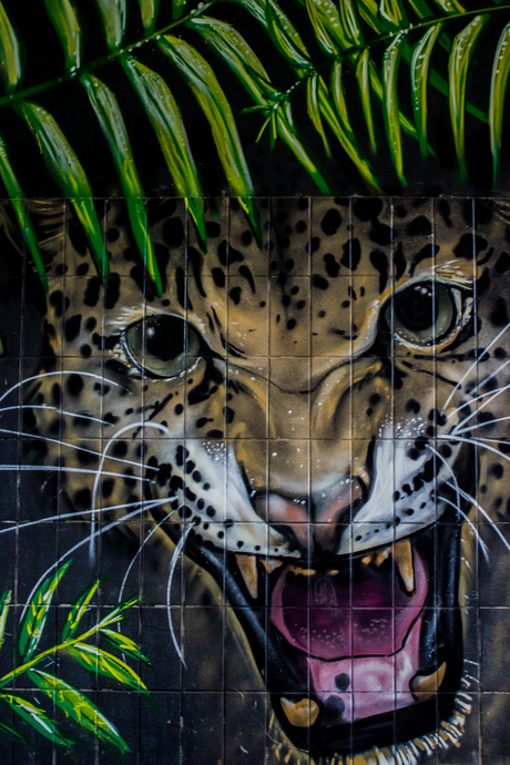 Graffiti Leopard