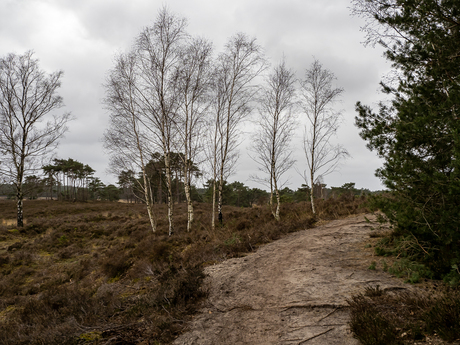 Veluwe 5