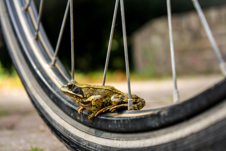 Riding Frog