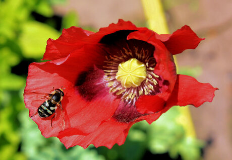 High van Papaver