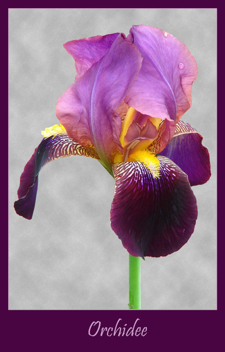 ** orchid **