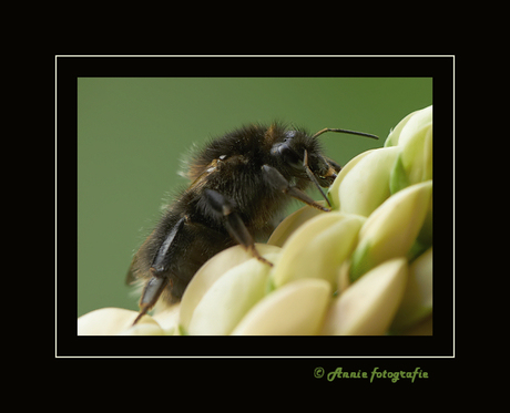 Bij op de lupine