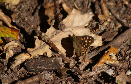 herfst vlinder