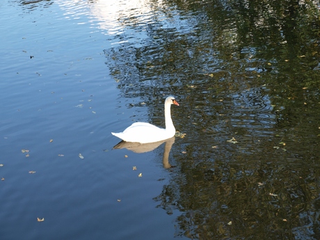 zwaan in wezenlanden parkvijver