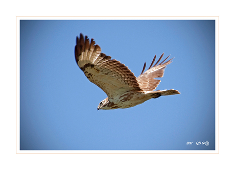 Blonde Buizerd