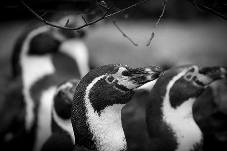 Avifauna - Pinguin