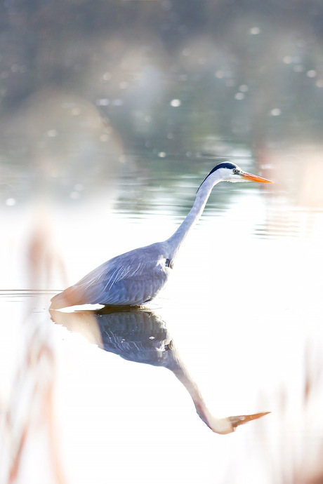 Blauwe reiger