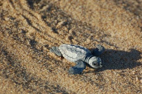 Zeeschildpadje