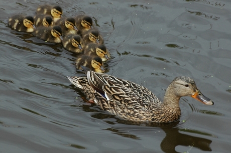 Zoals ze veel voorkomen.......