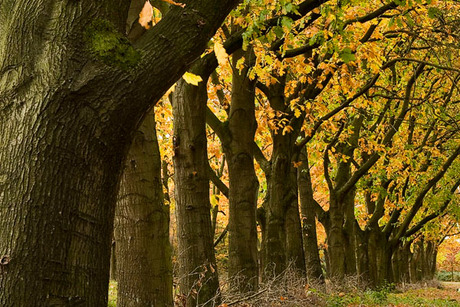 amerikaanse eik in herfstkleuren